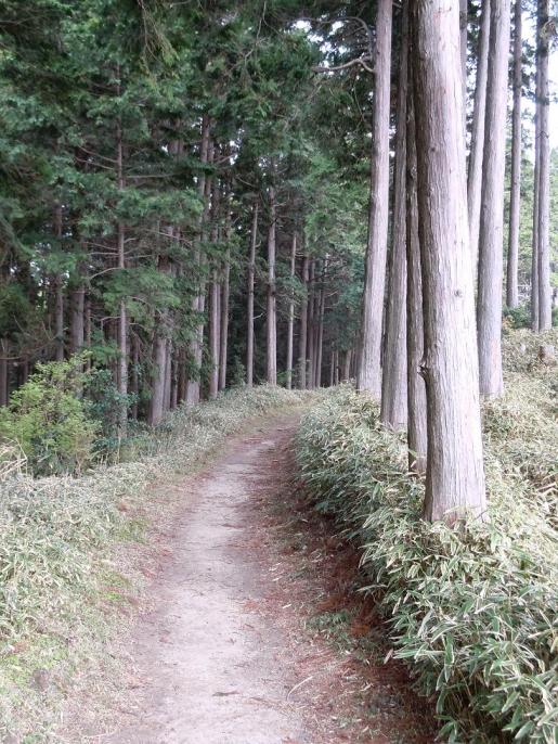 DSCN0264　３．５キロあたりの山道.JPG